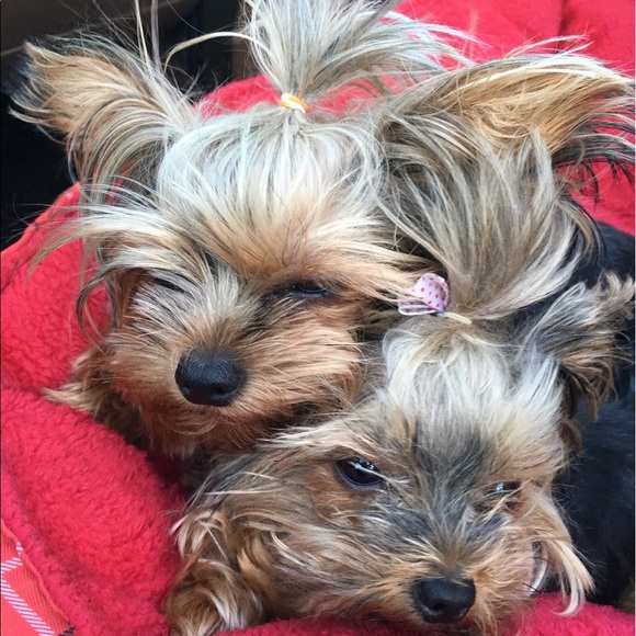 Meet your Posher, Deb - Picture 4 of 5