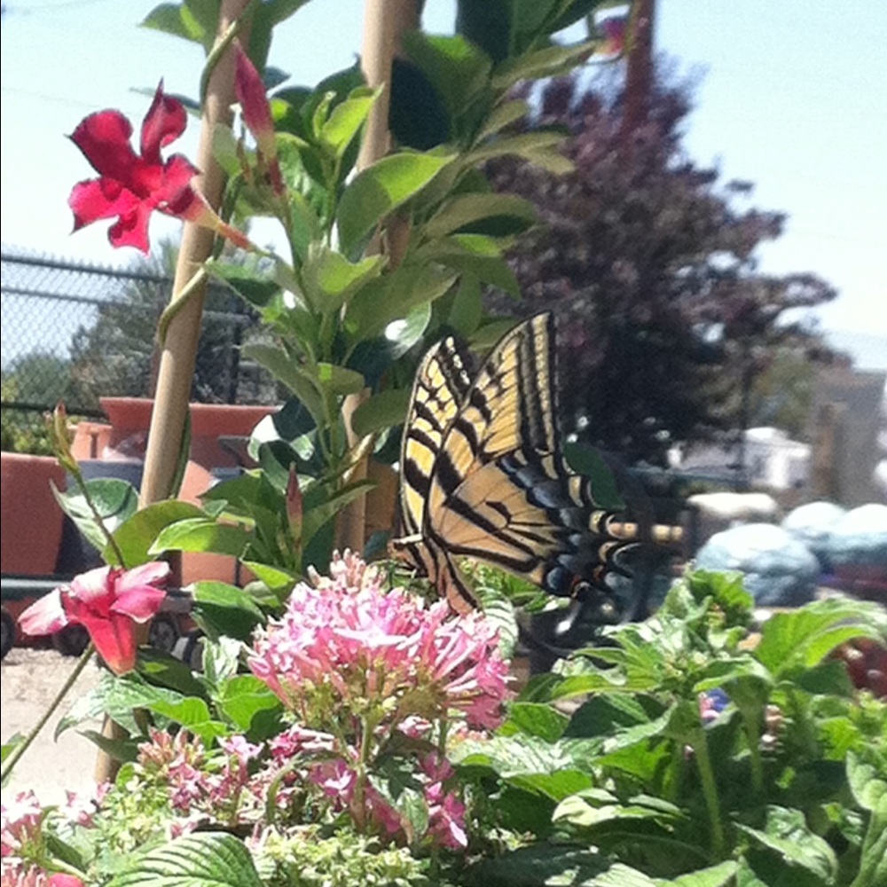 Meet your Posher, Pam