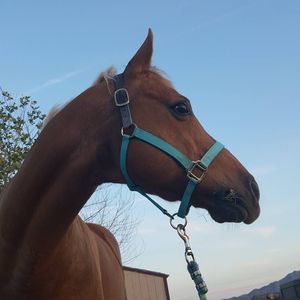 Meet your Posher, Dana