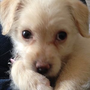 Meet your Posher, Lilly