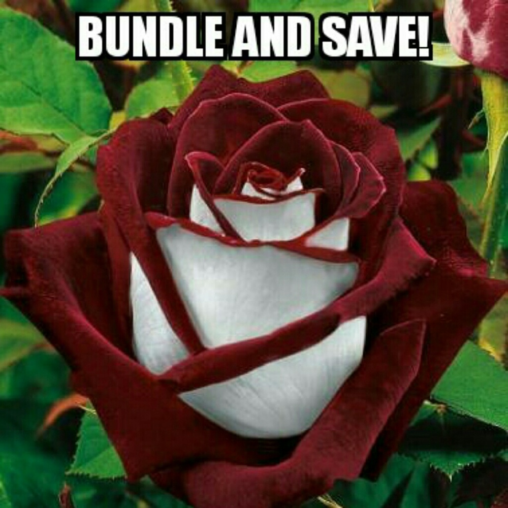 Bundle And Save In My Closet