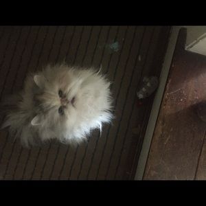 Meet your Posher, Gina