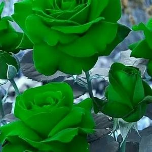 Meet your Posher, Francesca