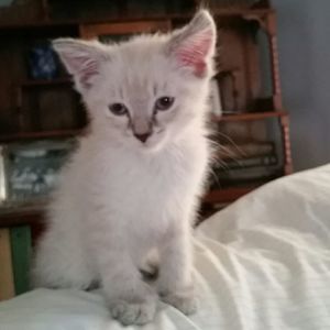 Meet your Posher, Ashley