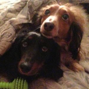 Meet your Posher, Ronald