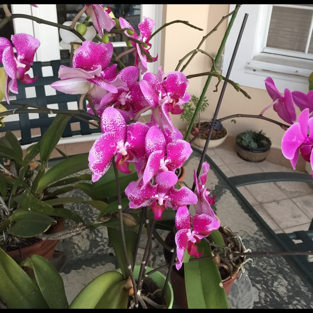 Meet your Posher, Karen