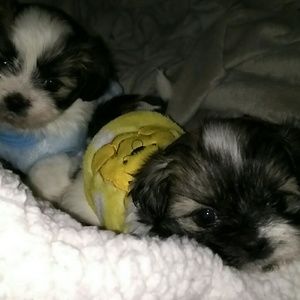 Meet your Posher, Patricia