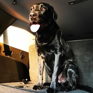 Meet your Posher, Tanner