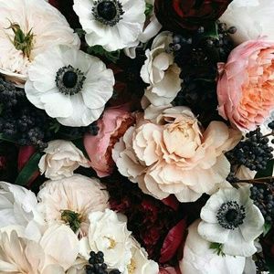 Meet your Posher, Priscilla