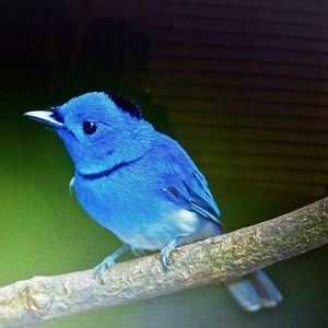 Meet your Posher, Tamonicka