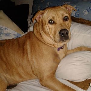 Meet your Posher, Debbie