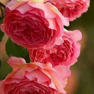 Meet your Posher, Vera