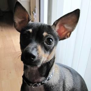 Meet your Posher, Rosanne