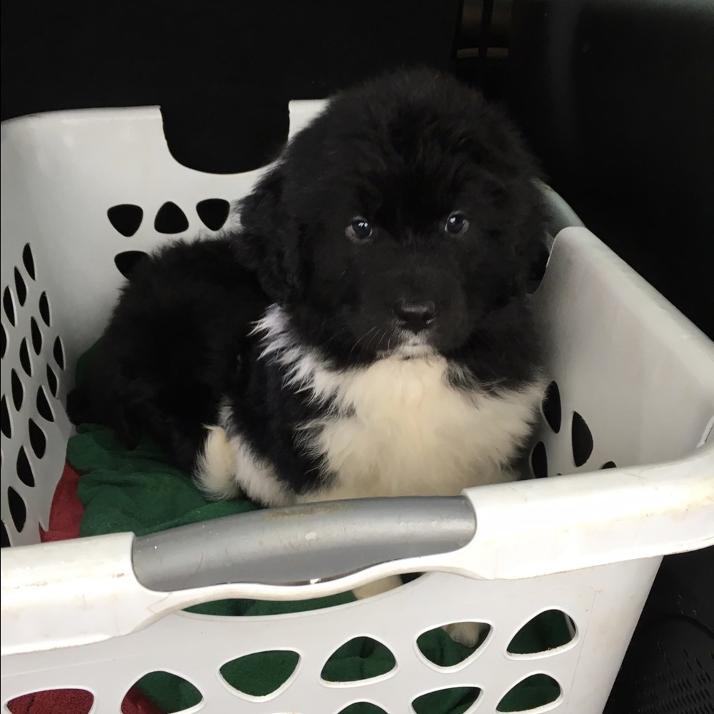 Meet your Posher, Halle