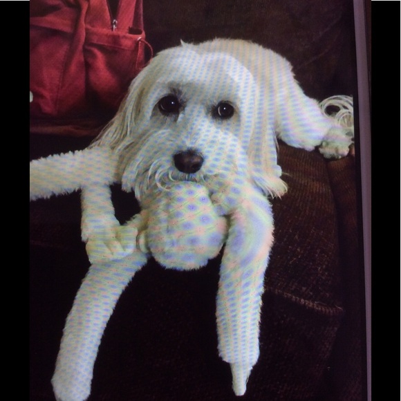 Everybody needs a little cuteness. One of my dogs - Picture 1 of 1