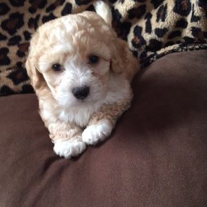 Meet your Posher, Patricia