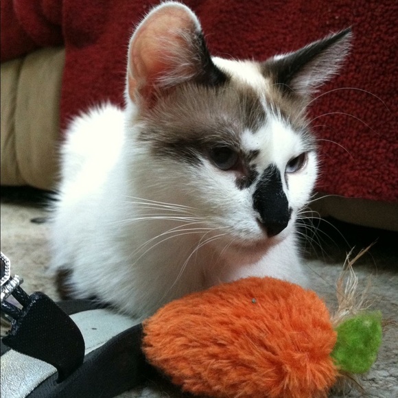 Meet your Posher, Beth - Picture 3 of 8