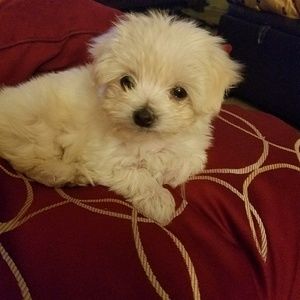 Meet your Posher, Corinne