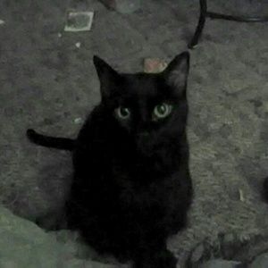 Meet your Posher, Robin