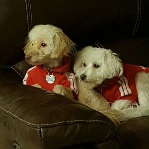 Meet your Posher, Lilet