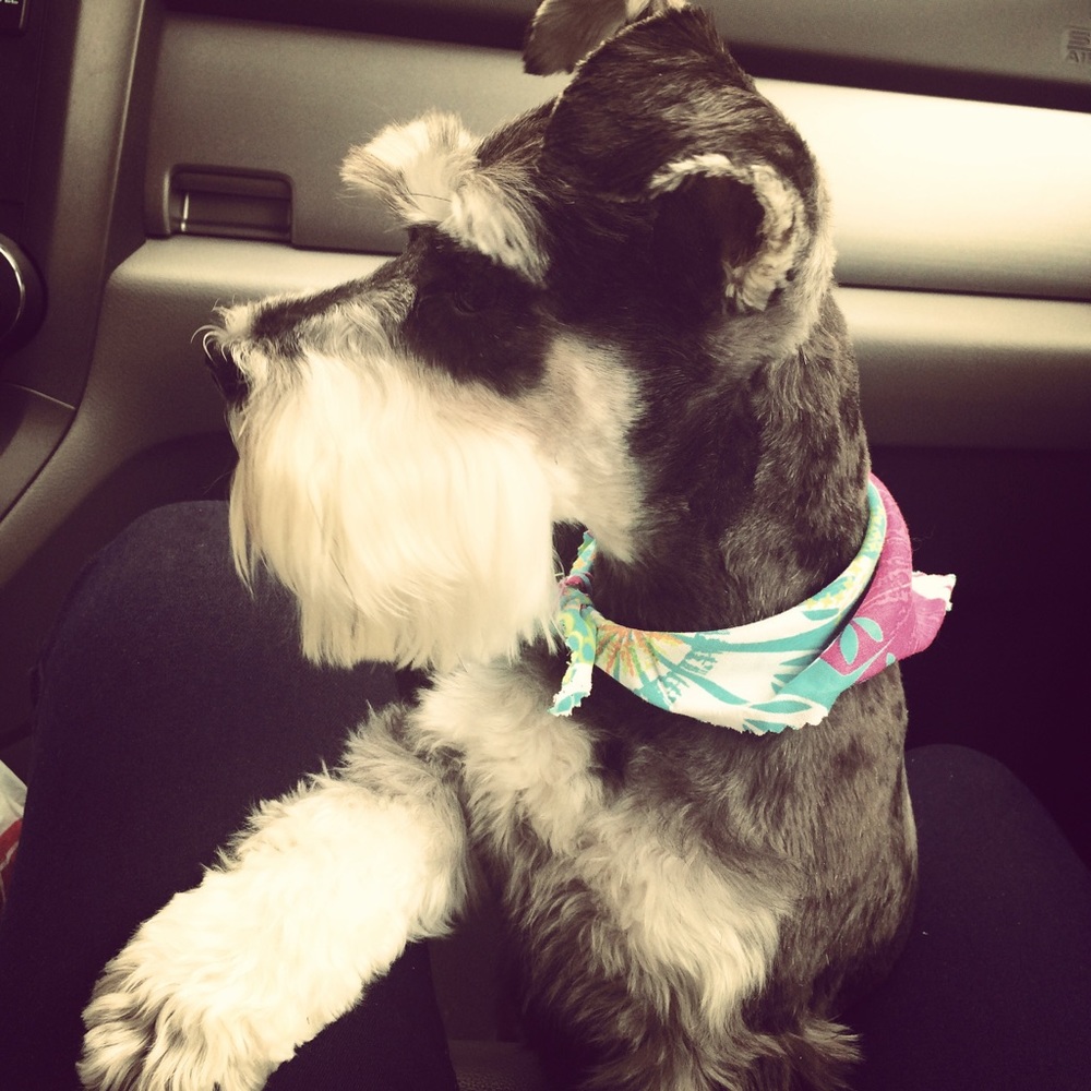 Meet your Posher, Janice