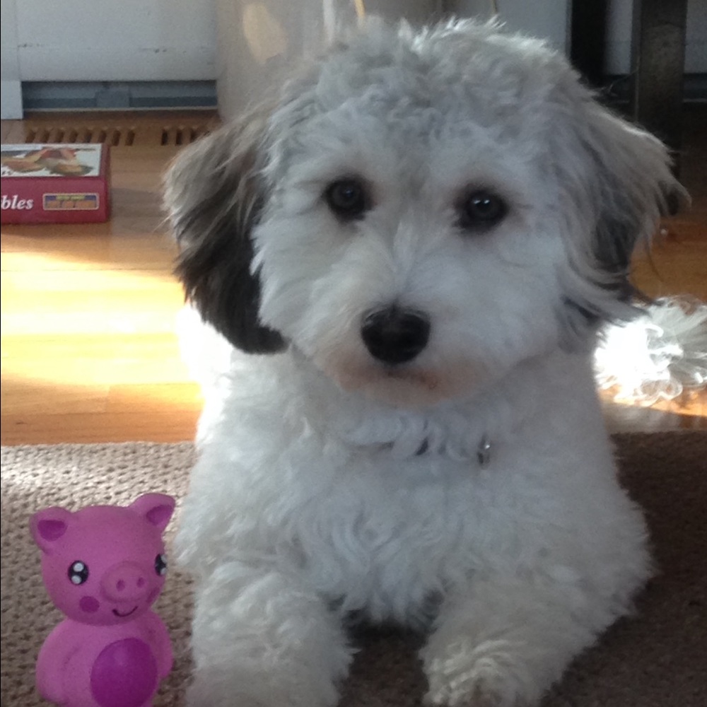 Meet your Posher, Holly