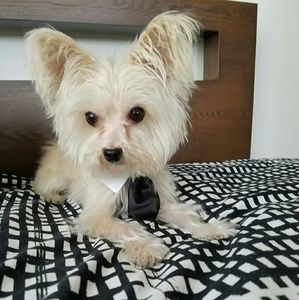 Meet your Posher, Cheryl