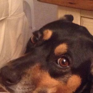 Meet your Posher, Hui-ni