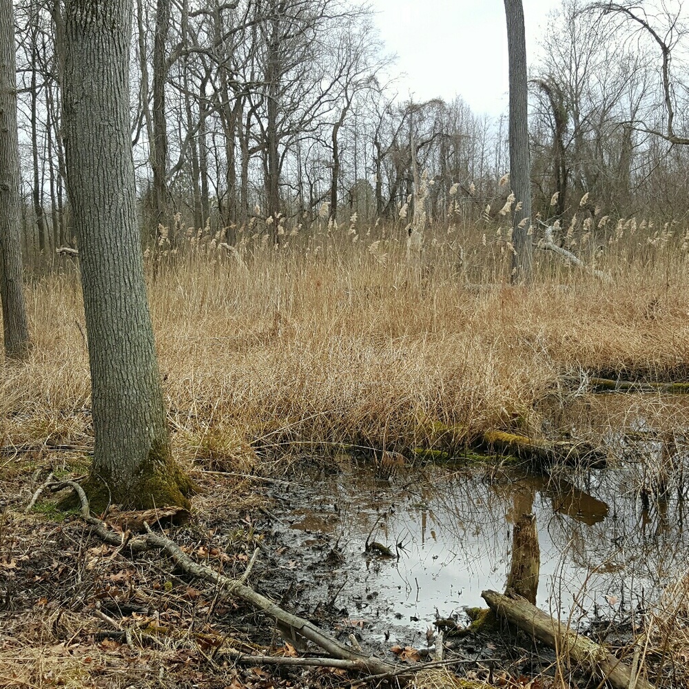 Meet your Posher, Jay