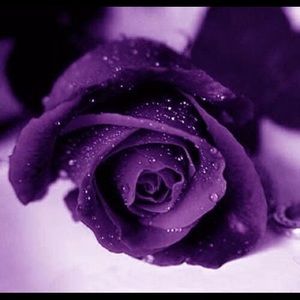 Meet your Posher, Nhung