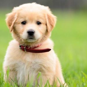 Meet your Posher, Alyx