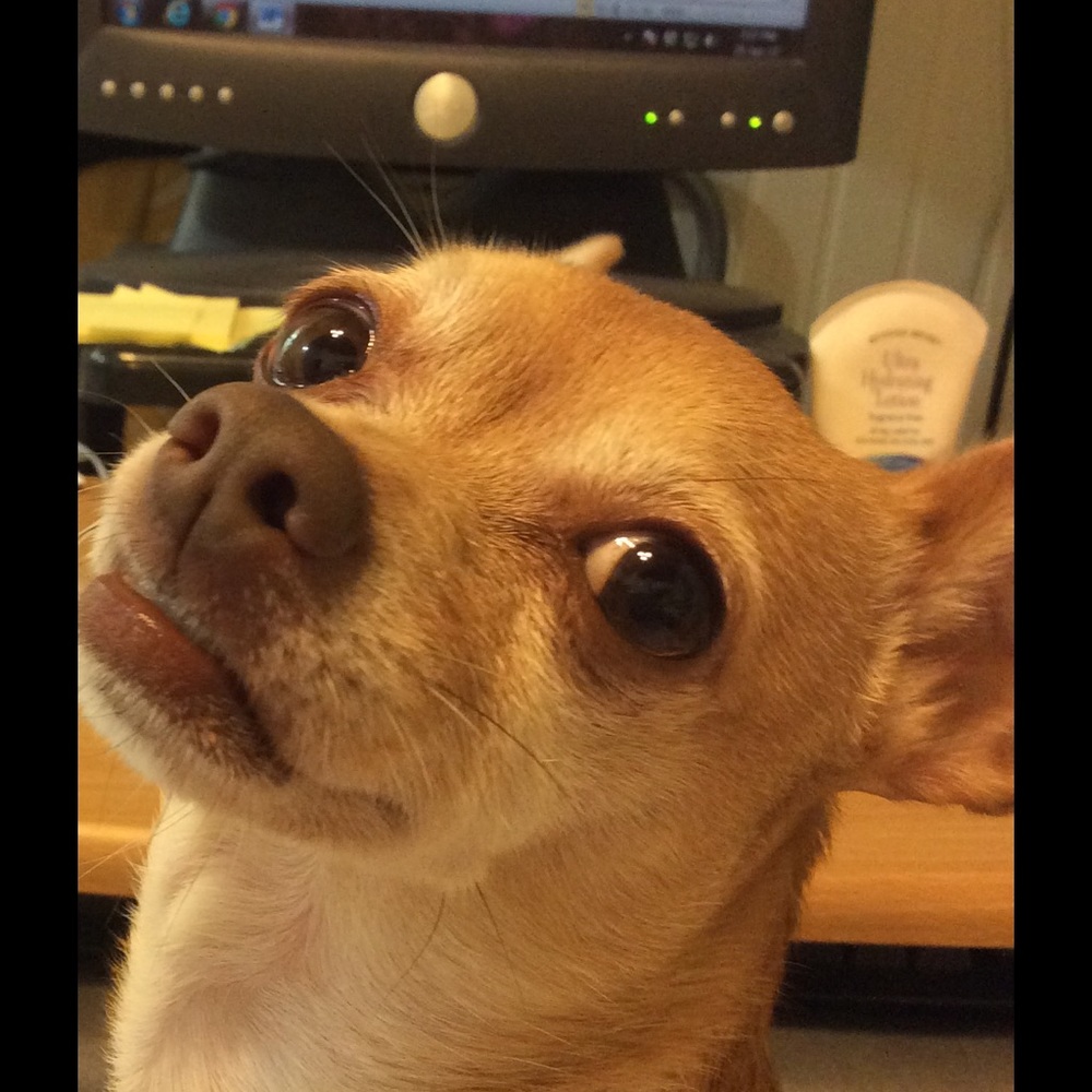 Meet your Posher, Lilly