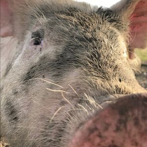 Meet your Posher, Theresa