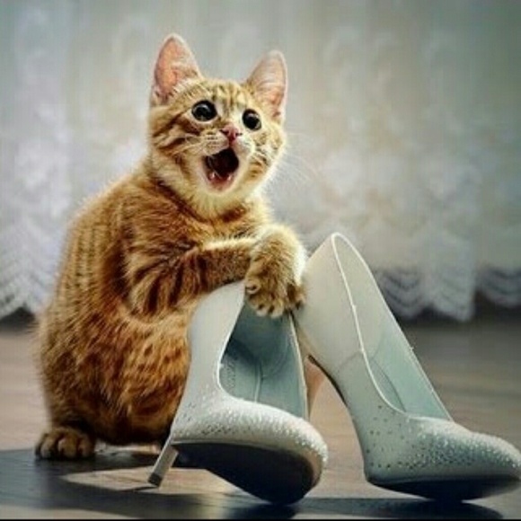 Meet your Posher, Talya - Picture 3 of 4