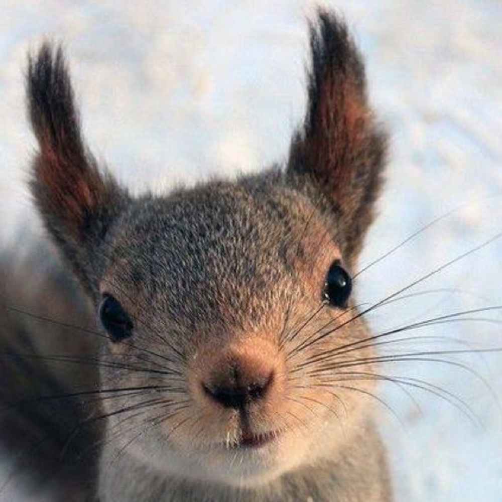 Meet your Posher, Marzie