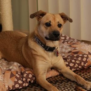 Meet your Posher, Steve