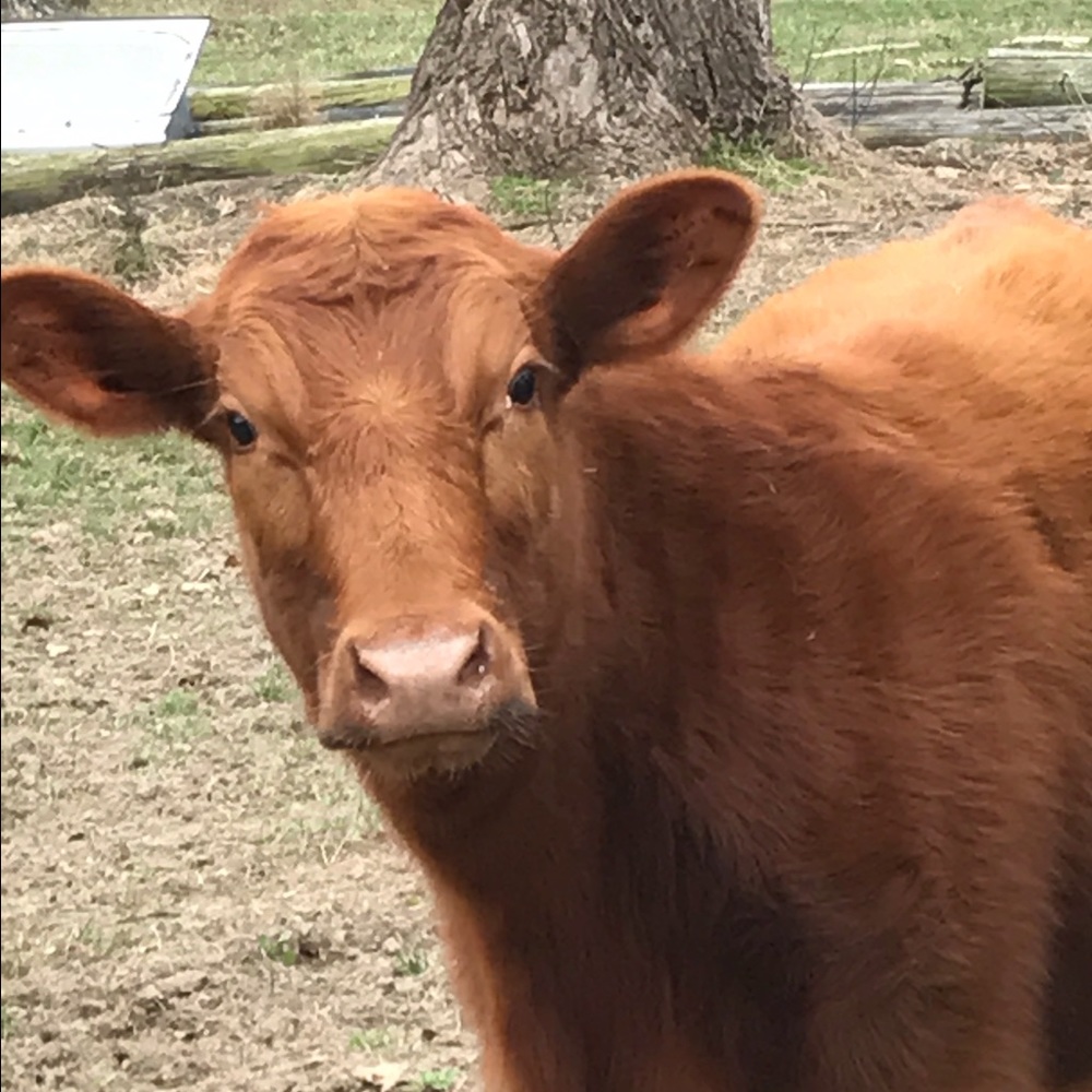 Meet your Posher, Deborah