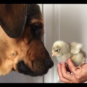 Meet your Posher, Alisa