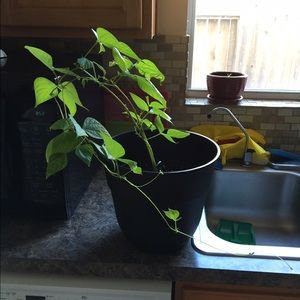 Meet your Posher, Tara