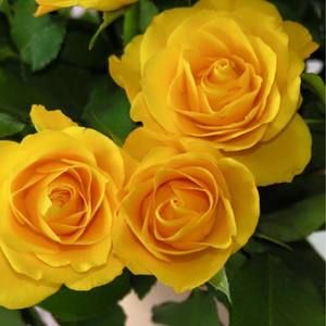 Meet your Posher, Rose