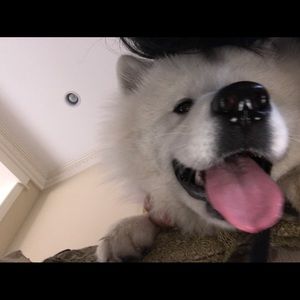 Meet your Posher, Diana