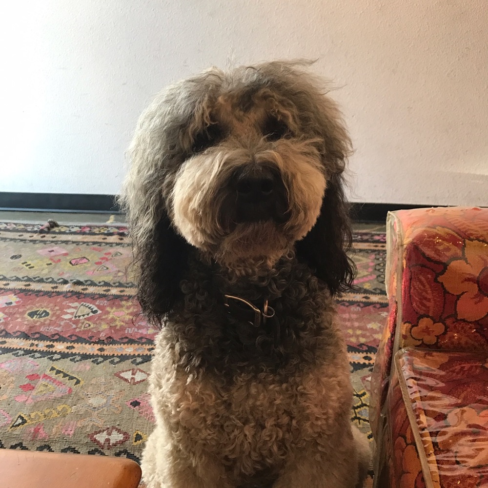 Meet your Posher, Jude