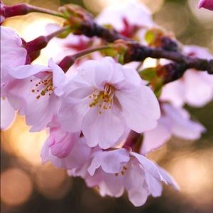 Meet your Posher, Lucy