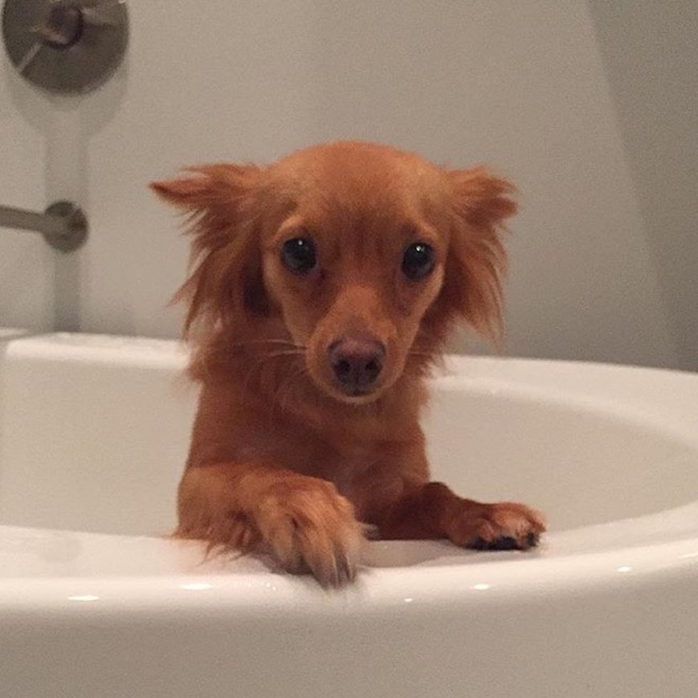 This is Luna. - Picture 2 of 7