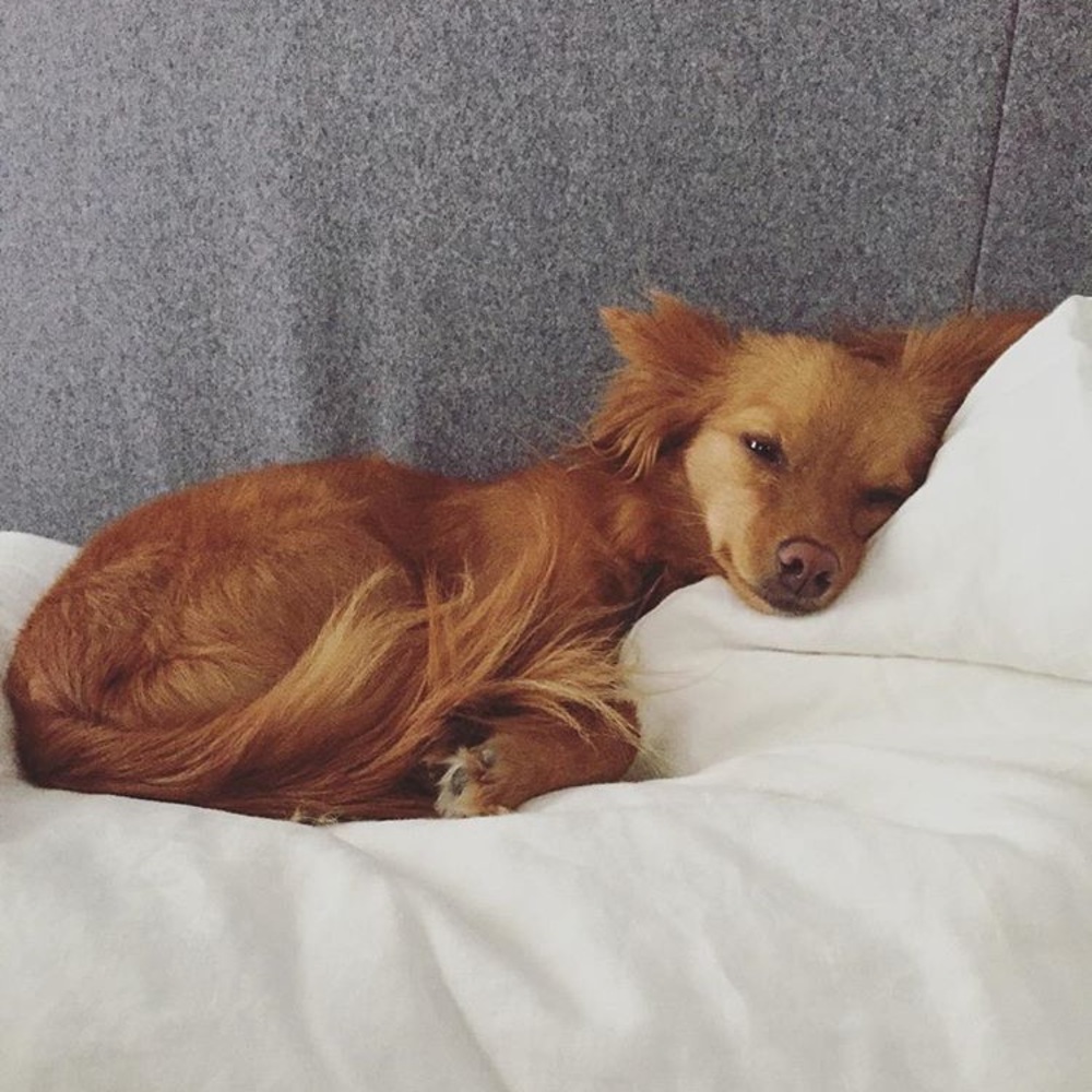 This is Luna. - Picture 4 of 7