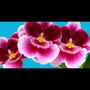 Meet your Posher, Pamela