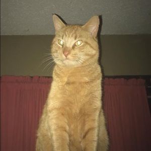 Meet your Posher, Laurie