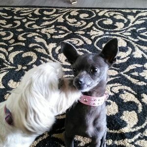 Meet your Posher, Pamela