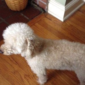 Meet your Posher, Kim