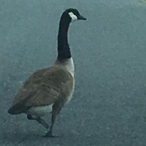 Meet your Posher, Whitney